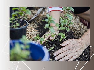 p2-plantes